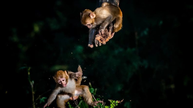 Baby Monkeys, Chandigarh, India